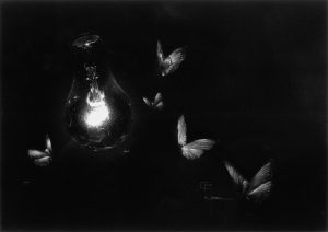 "Attirés par la nuit", dessin original aux crayons de couleurs, pastel et gouache sur papier noir 180 g au format 29,7 x 42 cm